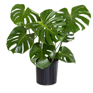 United Nursery Live Monstera Deliciosa Indoor Plant in 10-inch Grower Pot, Medium to Bright Light