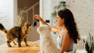 Cat on table next to woman and dog and woman is holding hand up