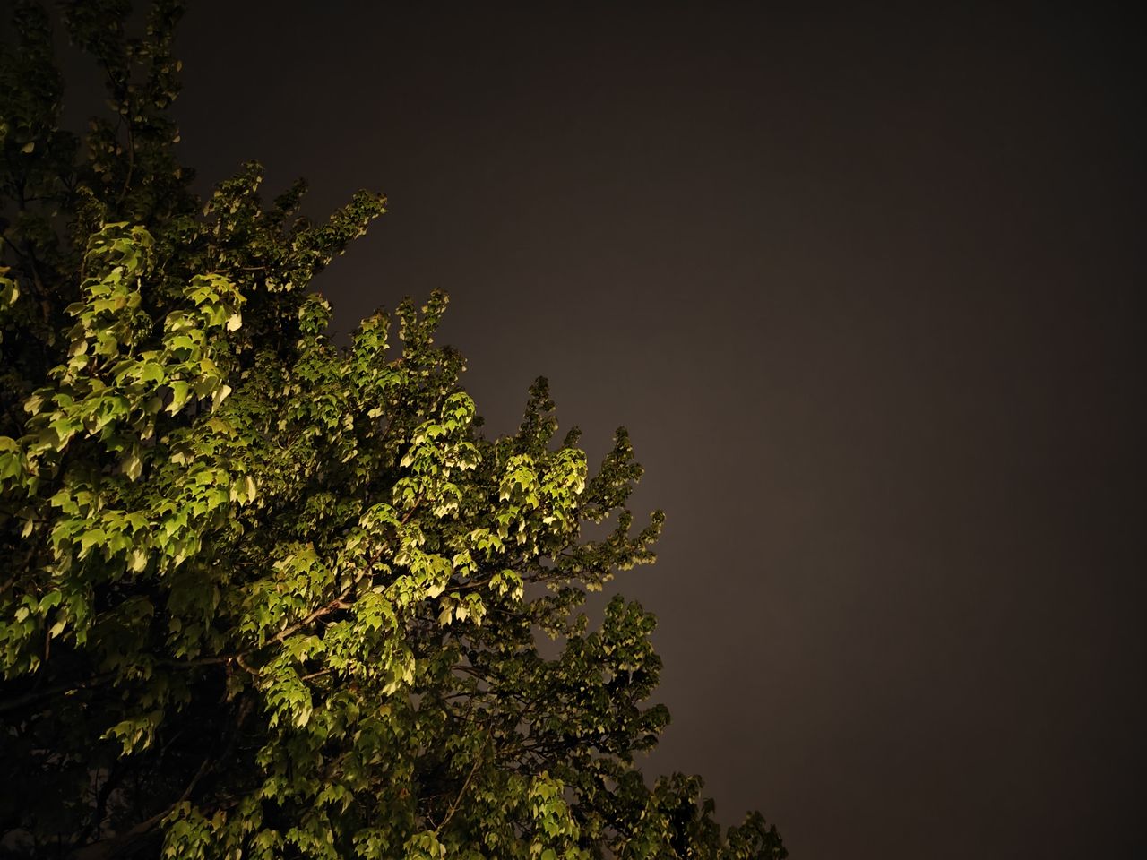 OnePlus 12 low light sample.