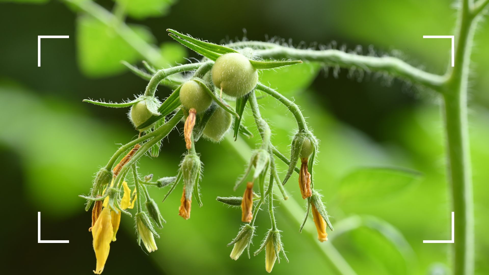 picture of tomato plant with flowers and young fruit growing 