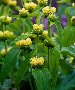 Close up of the yellow buds of Phlomis russeliana with large drooping green leaves