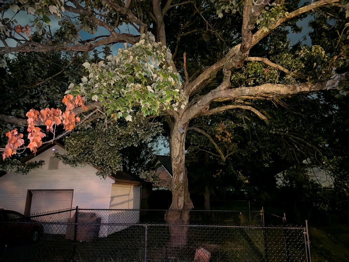 Google Pixel 10 Camera Sample.