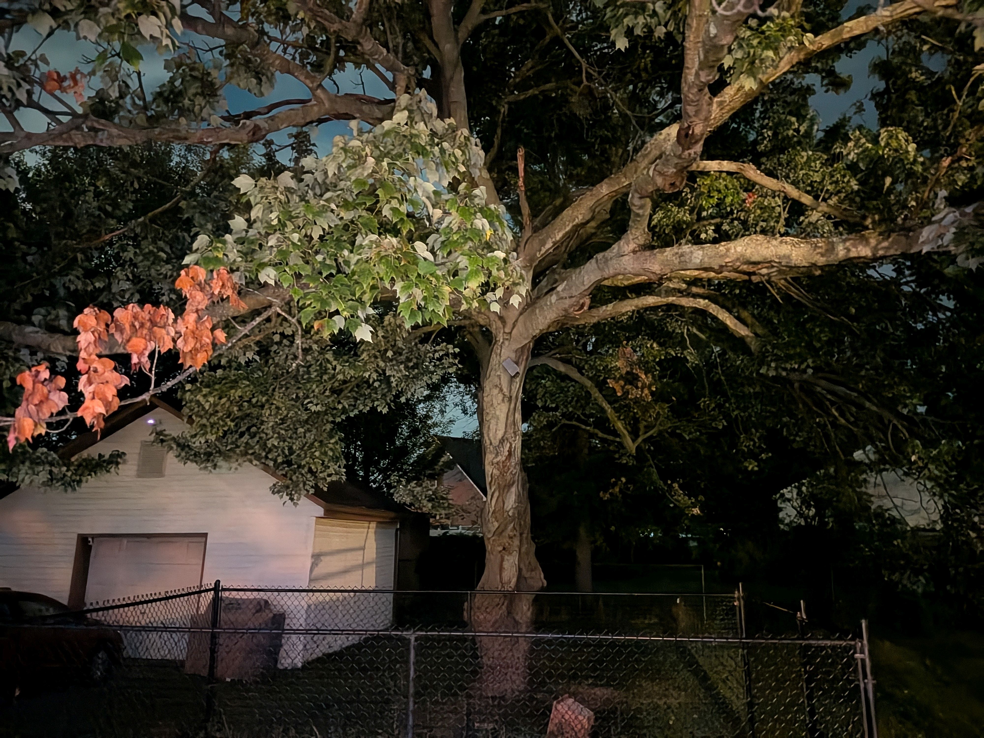 Google Pixel 10 Camera Sample.