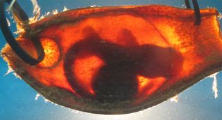 baby bamboo shark in embryo case