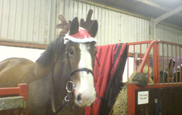 hovis-reindeer.jpg