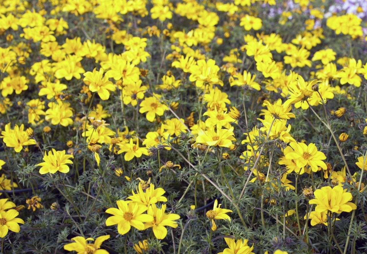 Yellow Colored Beggartick Weeds