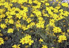 Yellow Colored Beggartick Weeds