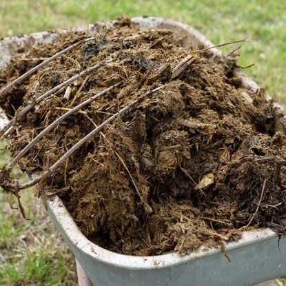 Manure in a wheelbarrow