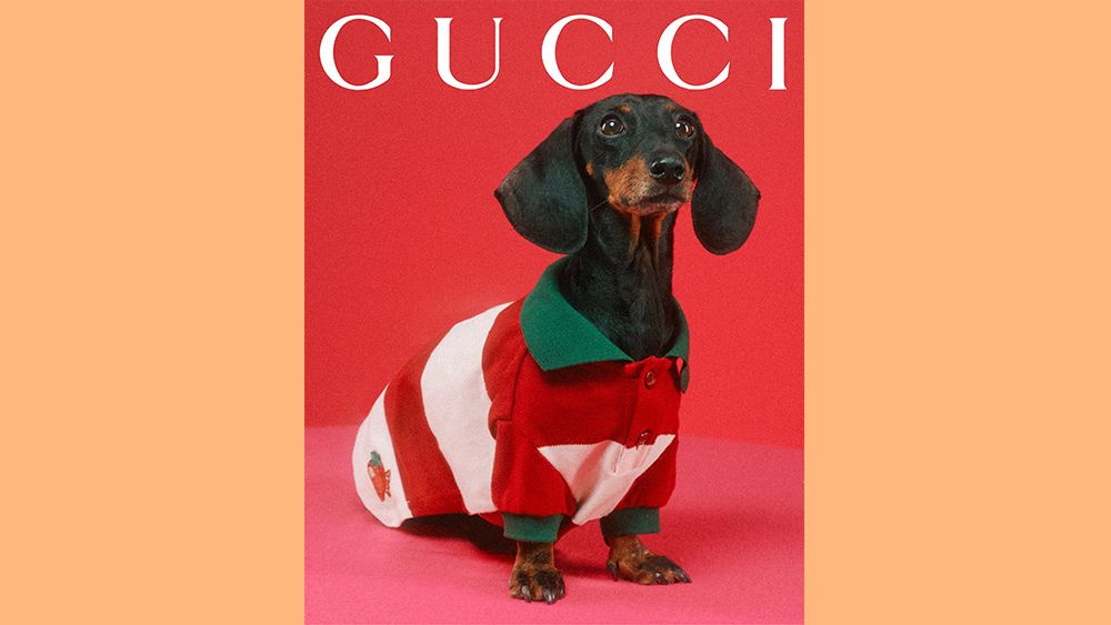Gucci Pet Collection