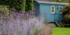 Garden with lawn and lavender border with blue shephards hut in the background