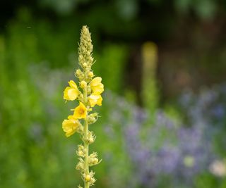 How to grow common mullein