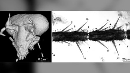 Huablattula hui has larger eyes (left) and fewer antennal sensilla (right, asterisks) compared to modern species of cockroaches. This indicates that they were active in bright and open environments during the daytime 