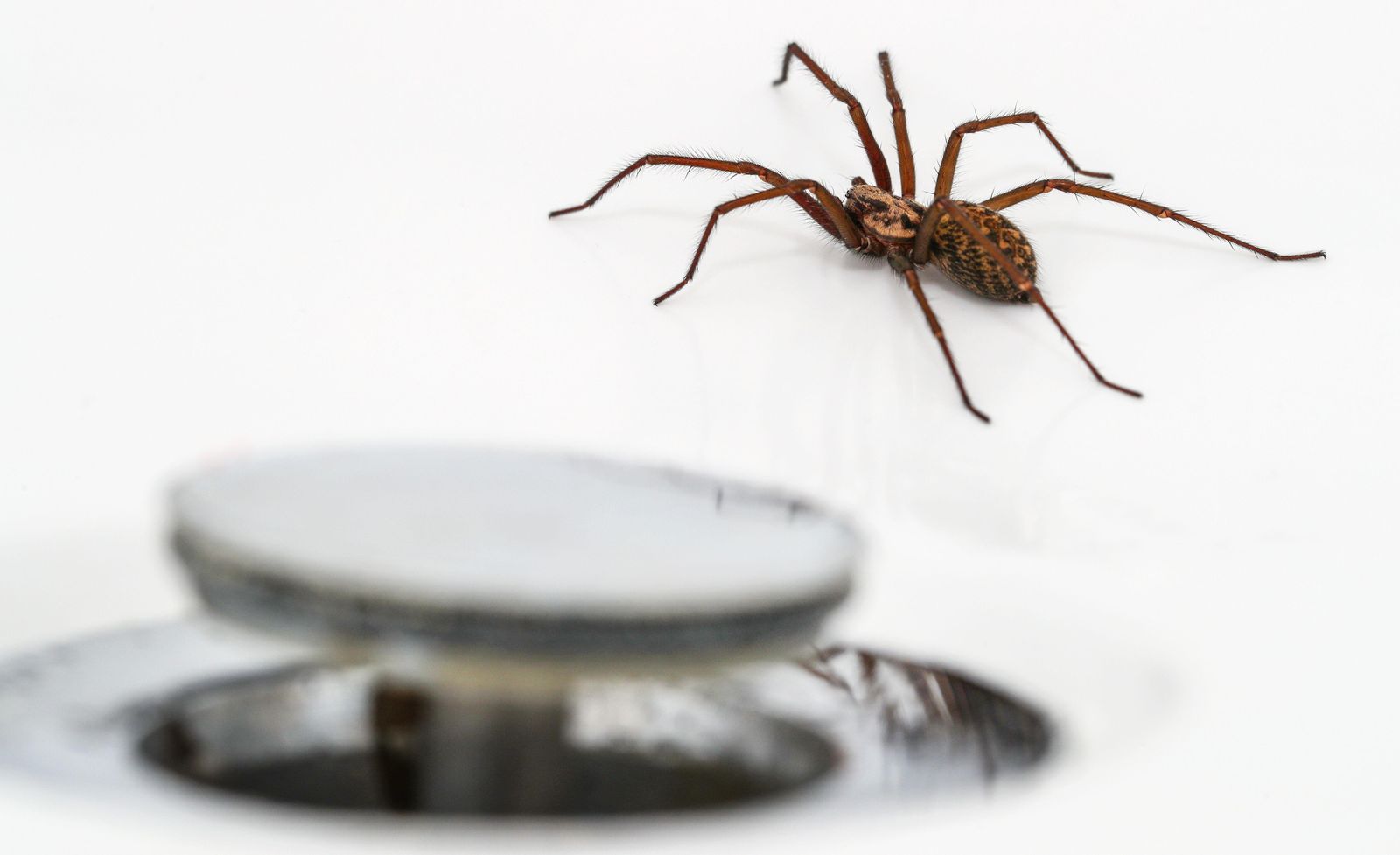 13 ways to keep spiders away naturally, without killing them Homes & Gardens