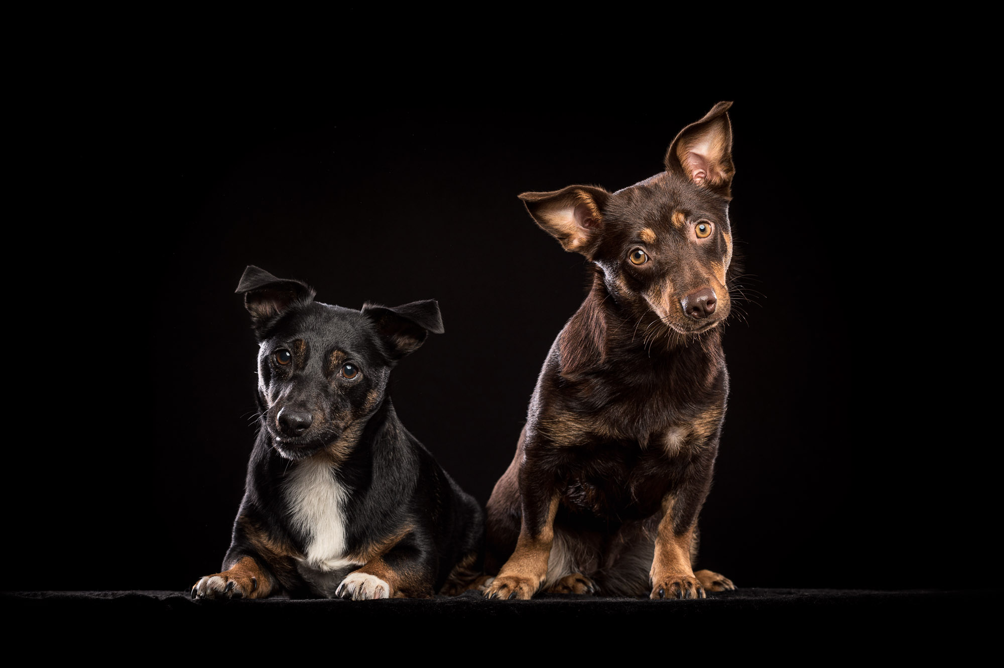 Two small dogs sit side by side against a black studio background &mdash; one black-and-tan with a white chest lying down, the other chocolate-and-tan sitting upright with its head slightly tilted, both looking directly at the camera.