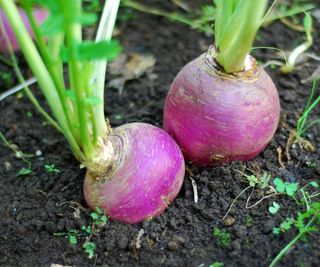 Purple turnips growing in a vegetable garden