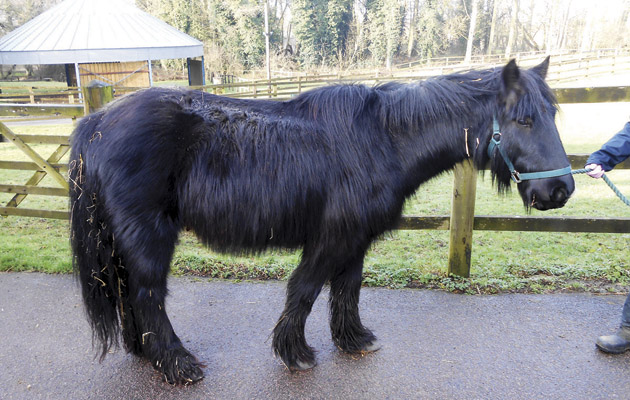 CREDIT_WORLD_HORSE_WELFARE_DIBBLE_ON_ARRIVAL 1200