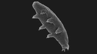 Wee water bears can survive conditions that would be deadly to most other animals.