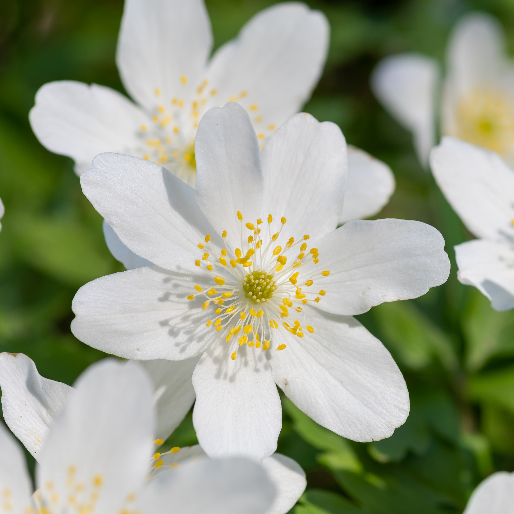 close up of white wood anemone
