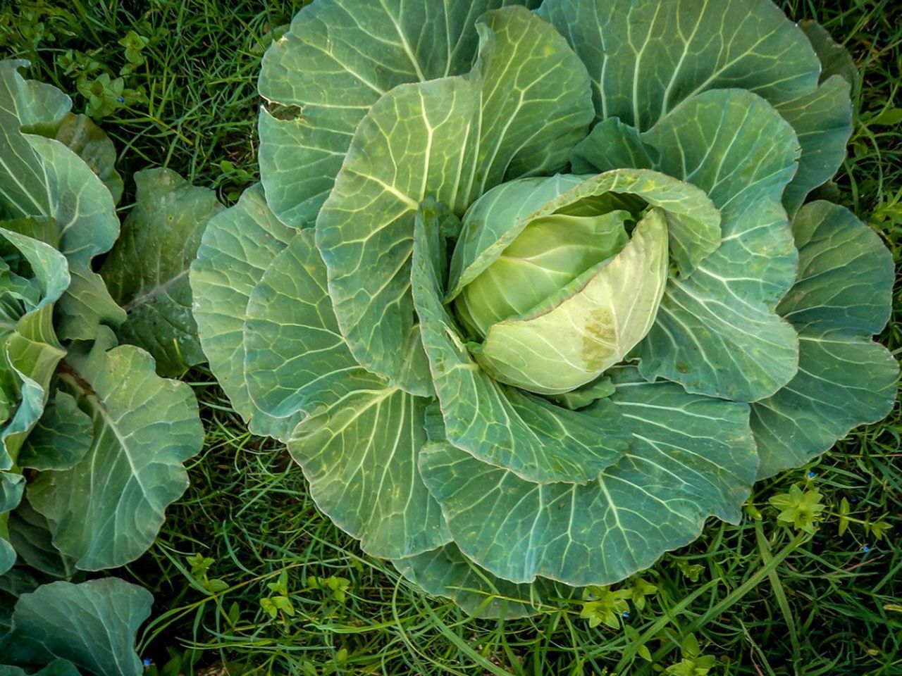 Large Farao Cabbage