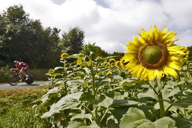 Sunflowers in bloom at the Tour de France