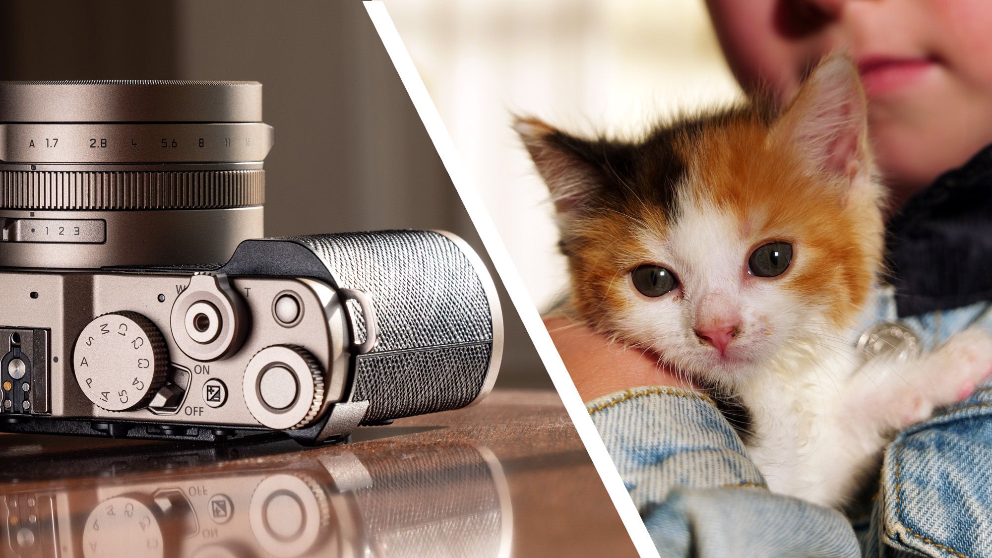 techradar.com - Timothy Coleman - I took 1,000 photos with the Panasonic Lumix L10 - here are my favorites (and yes, there are adorable kittens)