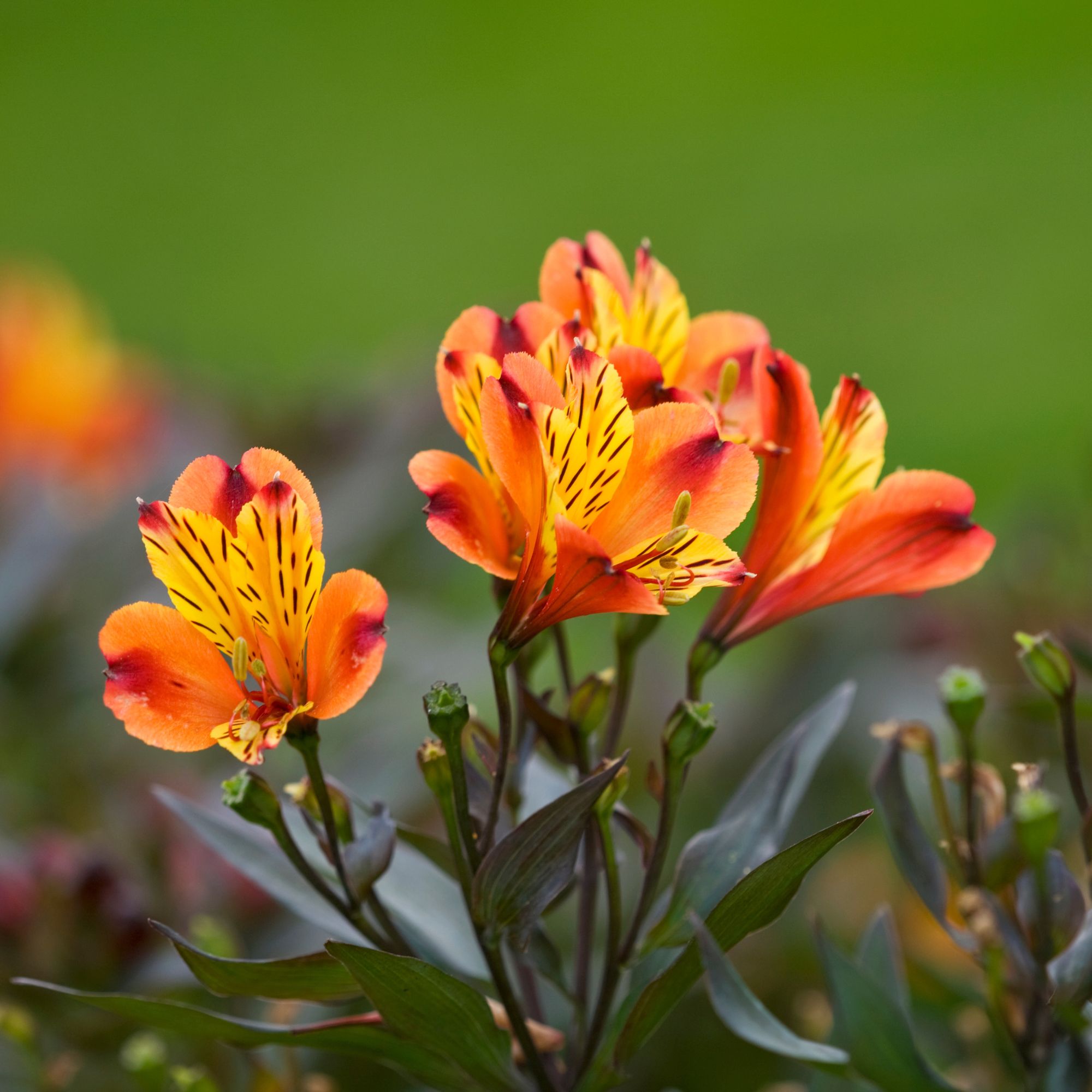 Alstroemeria 'Indian Summer'