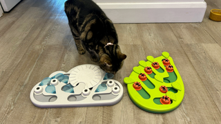 Megan's cat Nala sniffing the Buggin' Out and Rainy Day Puzzle in the kitchen