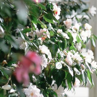 Pink and white camellia flowers growing on camellia plant