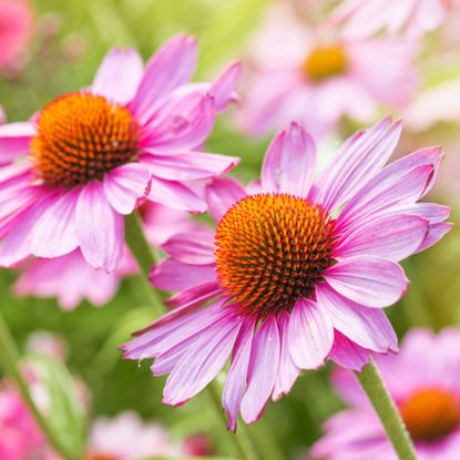 coneflower plants with orange and pastel pink flowers