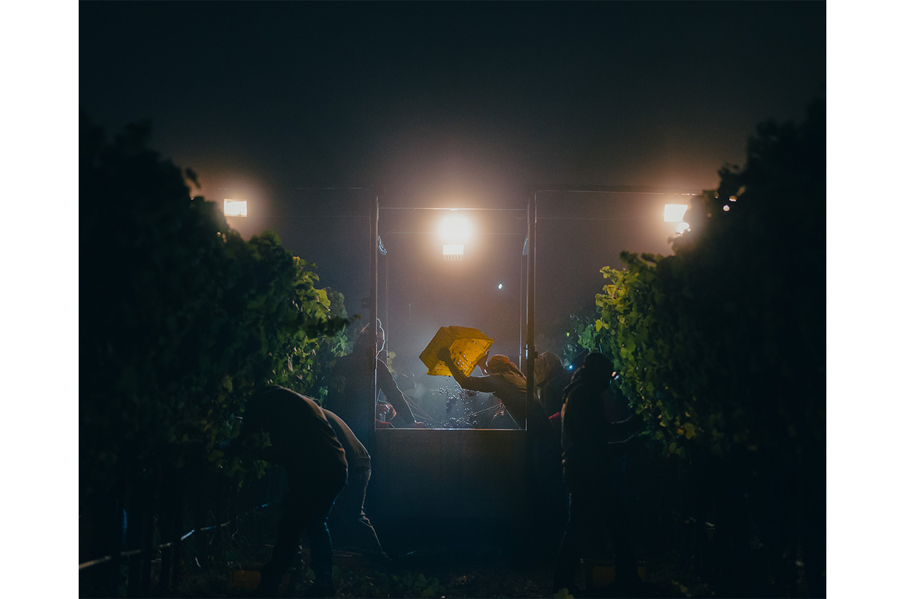 Pinot Noir at Midnight by Heather Daenitz, the winner of the Errazuriz Wine Photographer of the Year 2025 award