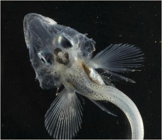 A self-made antifreeze keeps this Antarctic icefish alive.