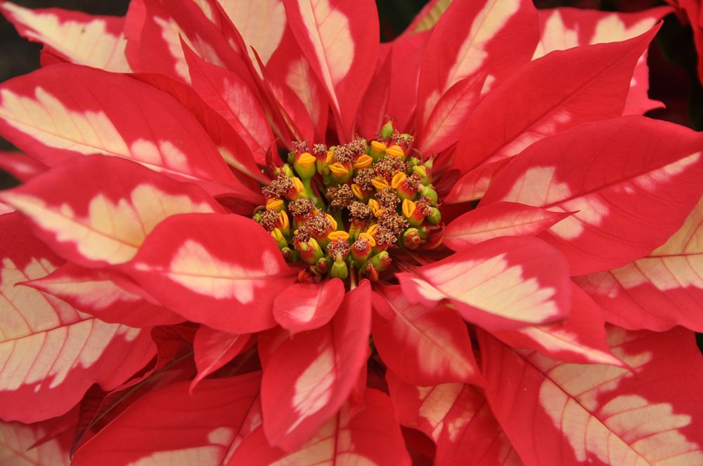 Poinsettia Flower of the Christmas Season Live Science