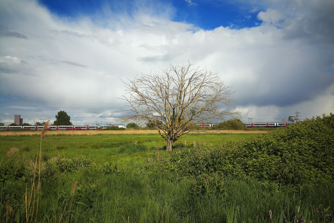 Photograph taken with the RewindPix digital compact showing tree standing in field with trains passing behind, colors are saturated and vivid