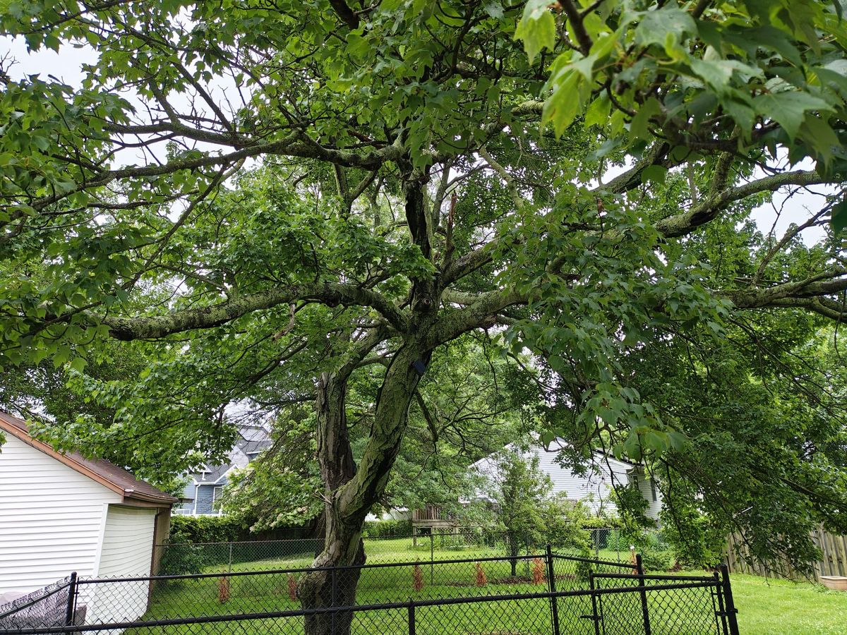Motorola Razr Plus (2025) camera sample.