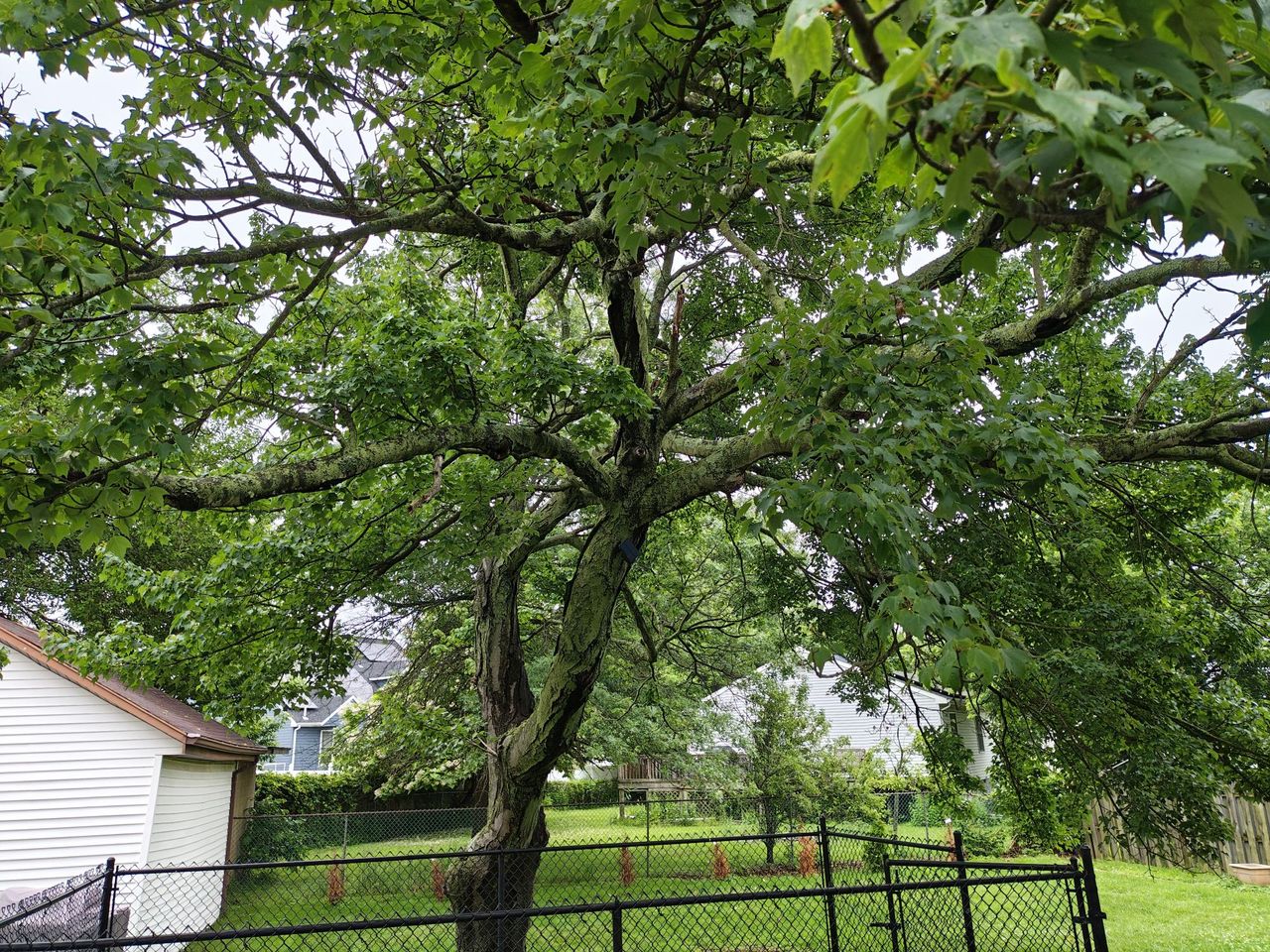 Motorola Razr Plus (2025) camera sample.