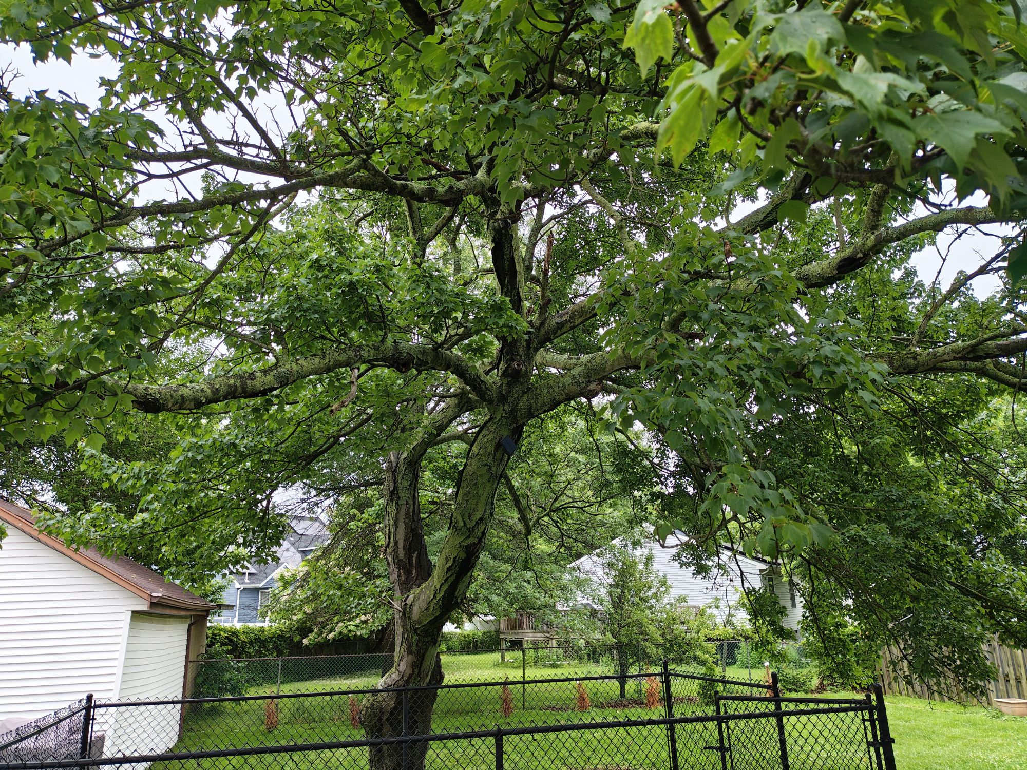 Motorola Razr Plus (2025) camera sample.