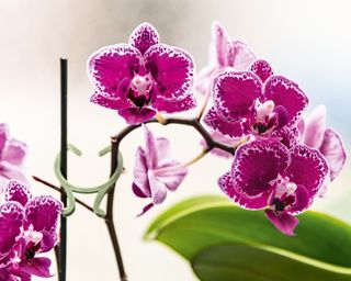 Pink moth orchid