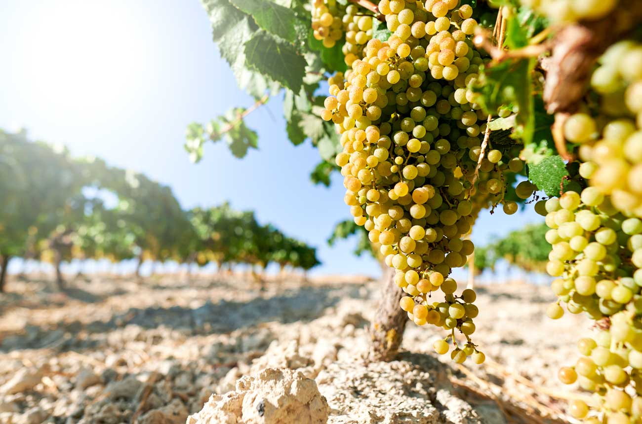 Vineyard in Jerez.