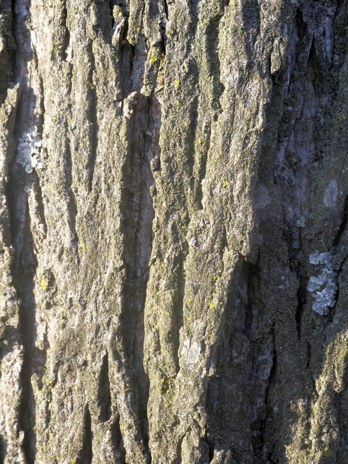 Shagbark Hickory Tree Trunk