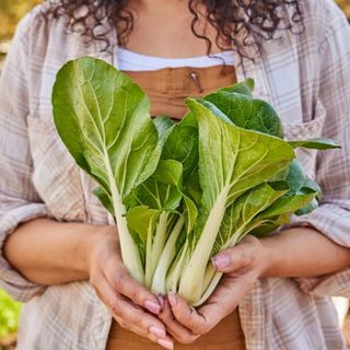 Pak Choi, Pure Joy