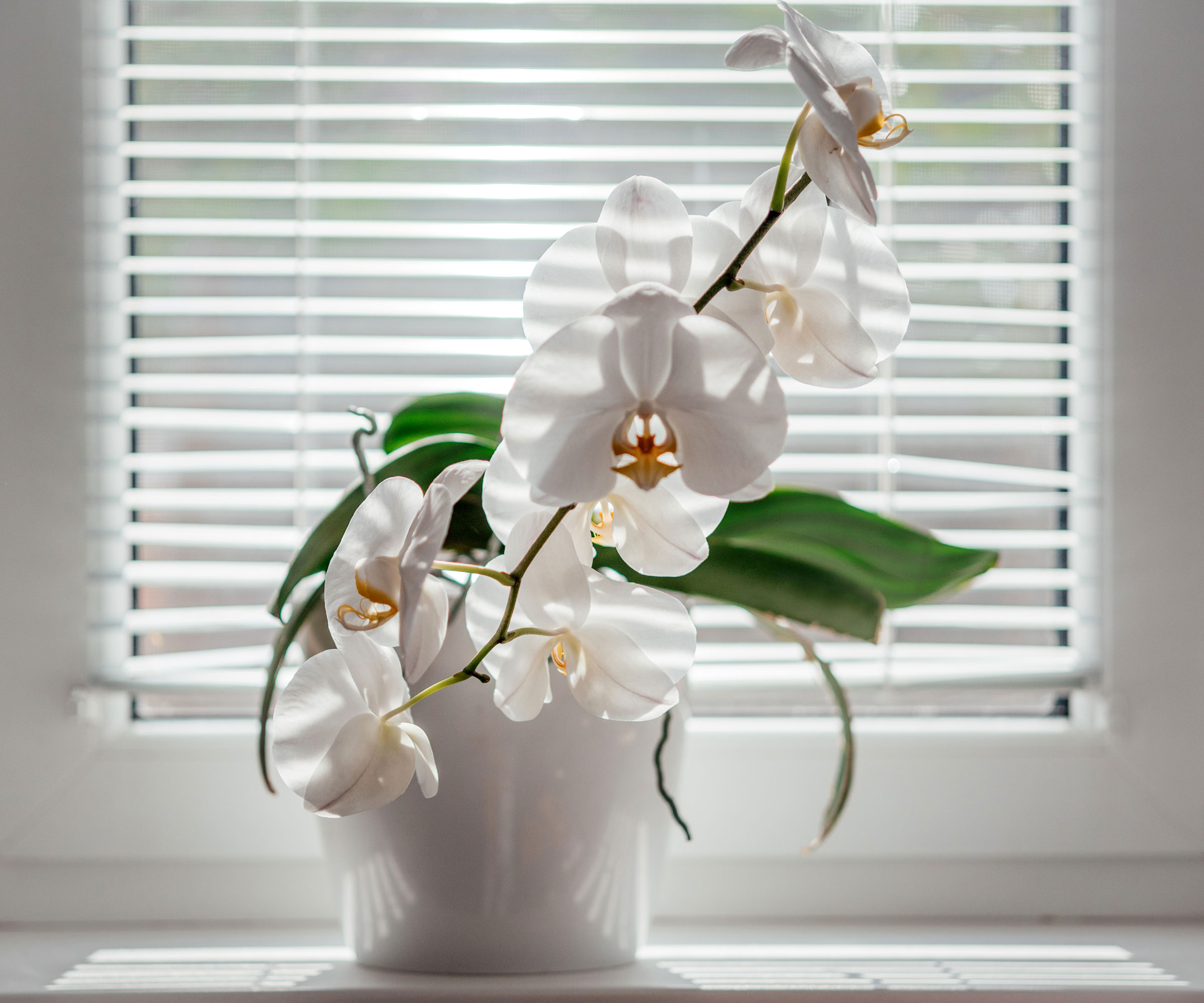 orchid plant placed on windowsill near light