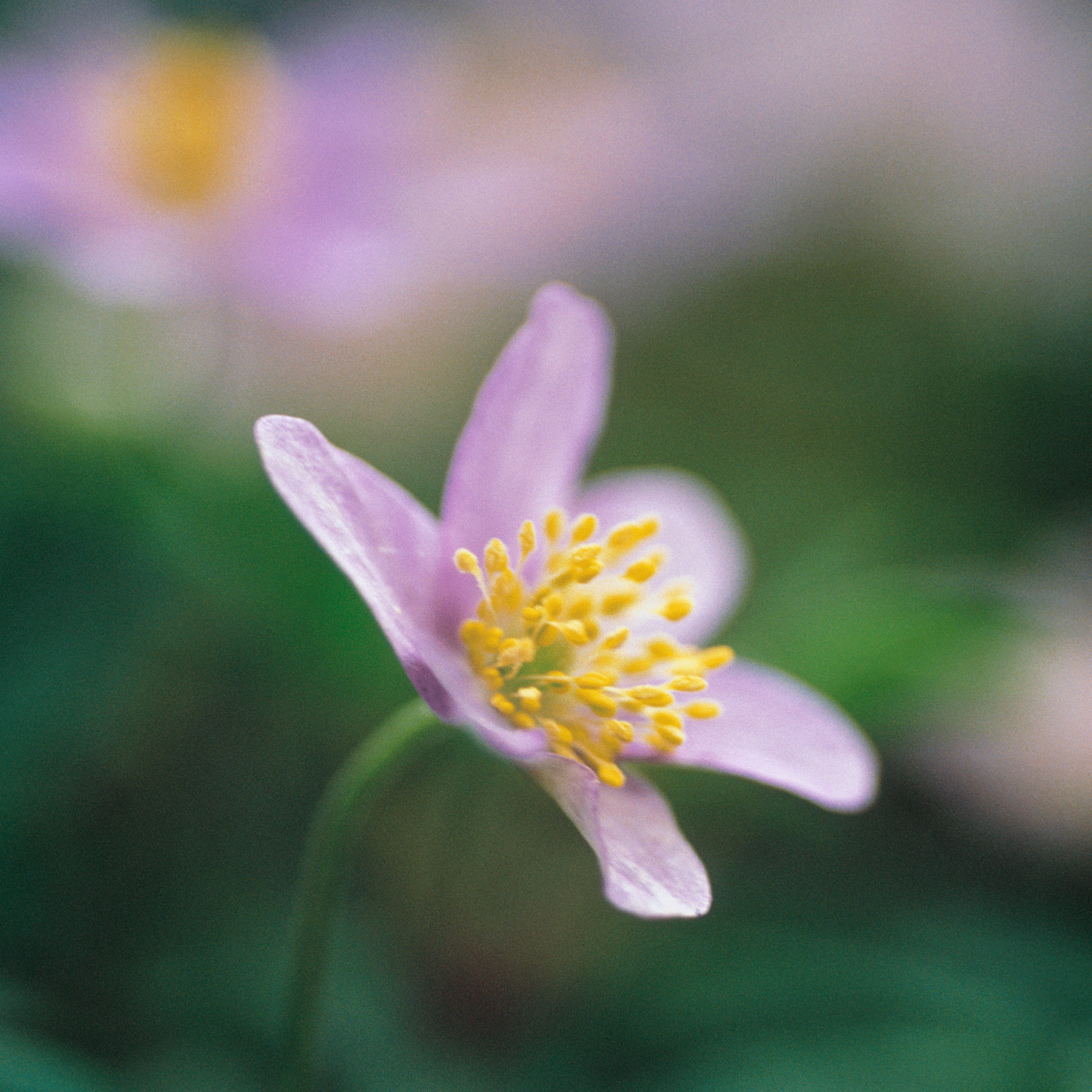 Wood anemone