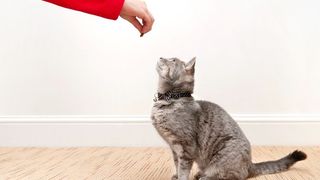 cat being given one of the best cat treats