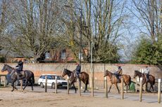 Rush hour in Newmarket: Sir Mark Prescott's string leave Heath House Stabls for their early morning spin on the Warren Hill gallops.