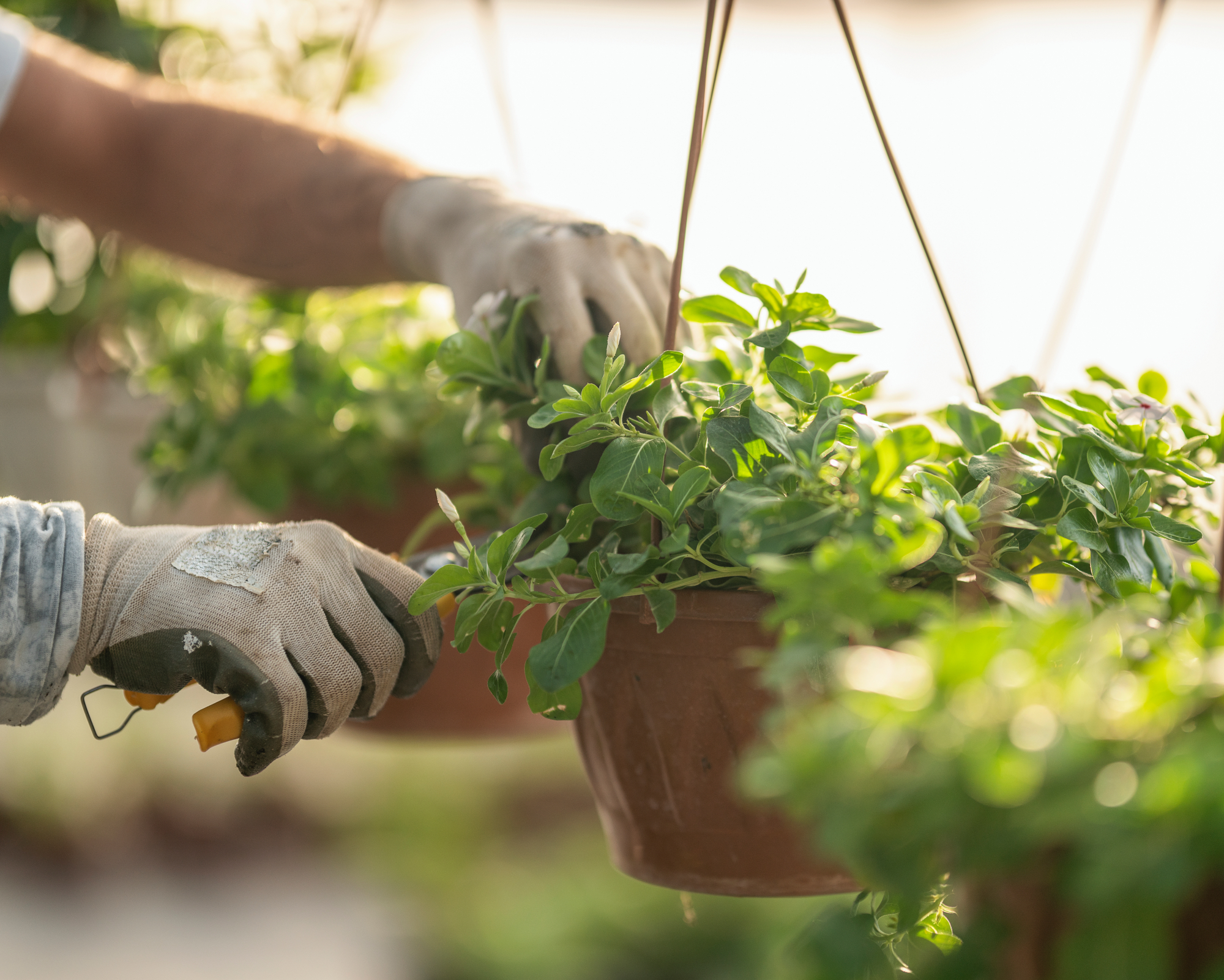 Gardener prunes potted plant hanging in greenhouse