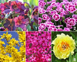 Colorful spring blooming plant palette, featuring hellebores, dianthus, forsythia, creeping phlox, and peonies