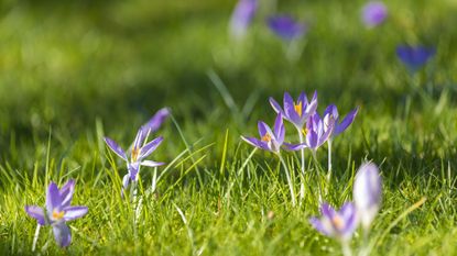 Purple crocus flowers growing in a lawn