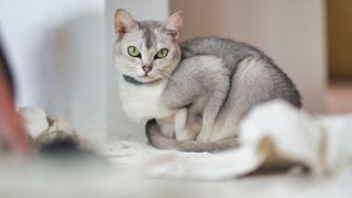 Silver burmilla cat