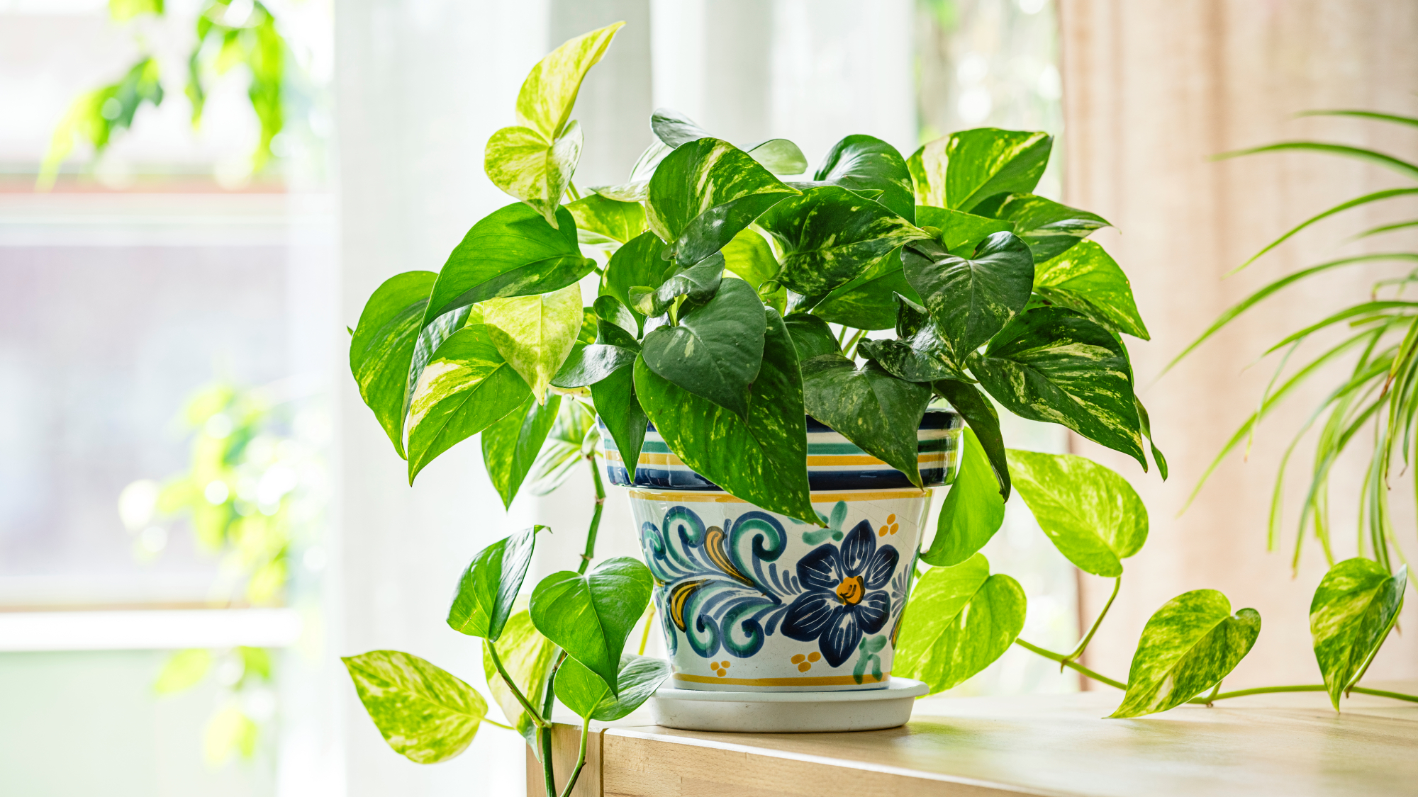 pothos in a painted pot on a table in front of a window