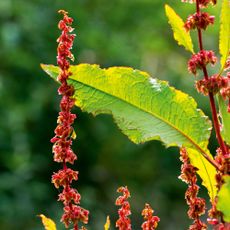 The broad-leaved dock (Rumex obtusifolius): From Chaucer’s Troilus to today’s children, docks have been rubbed in desperate hope.